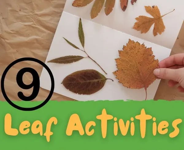 leaf activities for kindergarten