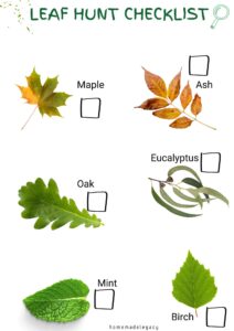 leaf hunt checklist printable