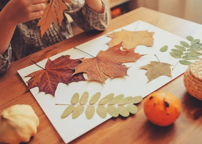 leaf sorting activity for kindergarten